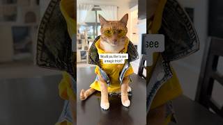 I wasn’t expecting that either 🤭 #seventheorangecat #himalayathetabby #catfashion #catlovers #cats