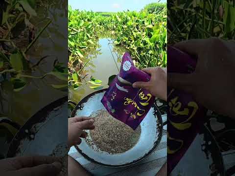 Hồ bông trang - Bà rịa Vũng Tàu #caođàitổng #fishing #caucathugian