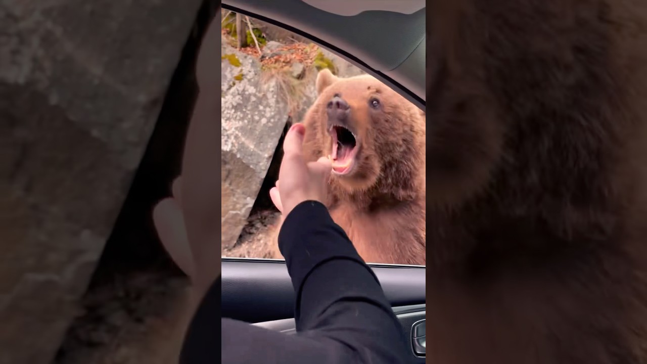 Bears on the road in Romania 😱😳 