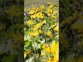 Balsam Root again #shorts #shortvideo #viral #viralvideo #blessed