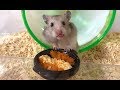 ハムスターにチーズタッカルビ作ってみた!