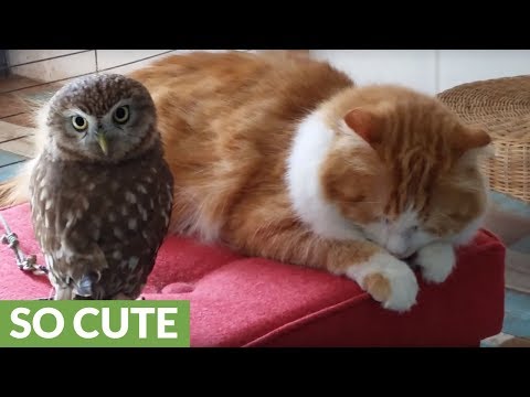 owl-and-cat-friendship-attracts-visitors-in-japanese-cafe