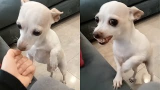 Hungry Dog Gets Mad After Being Pranked By Owner