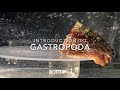 Introduction to Gastropoda