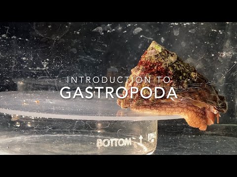 Video: Când au apărut pentru prima dată gasteropodele?