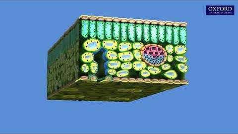 Animation 10.1 Transpiration in plants