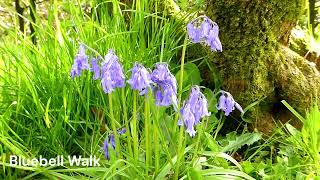 Bluebell Walk 2