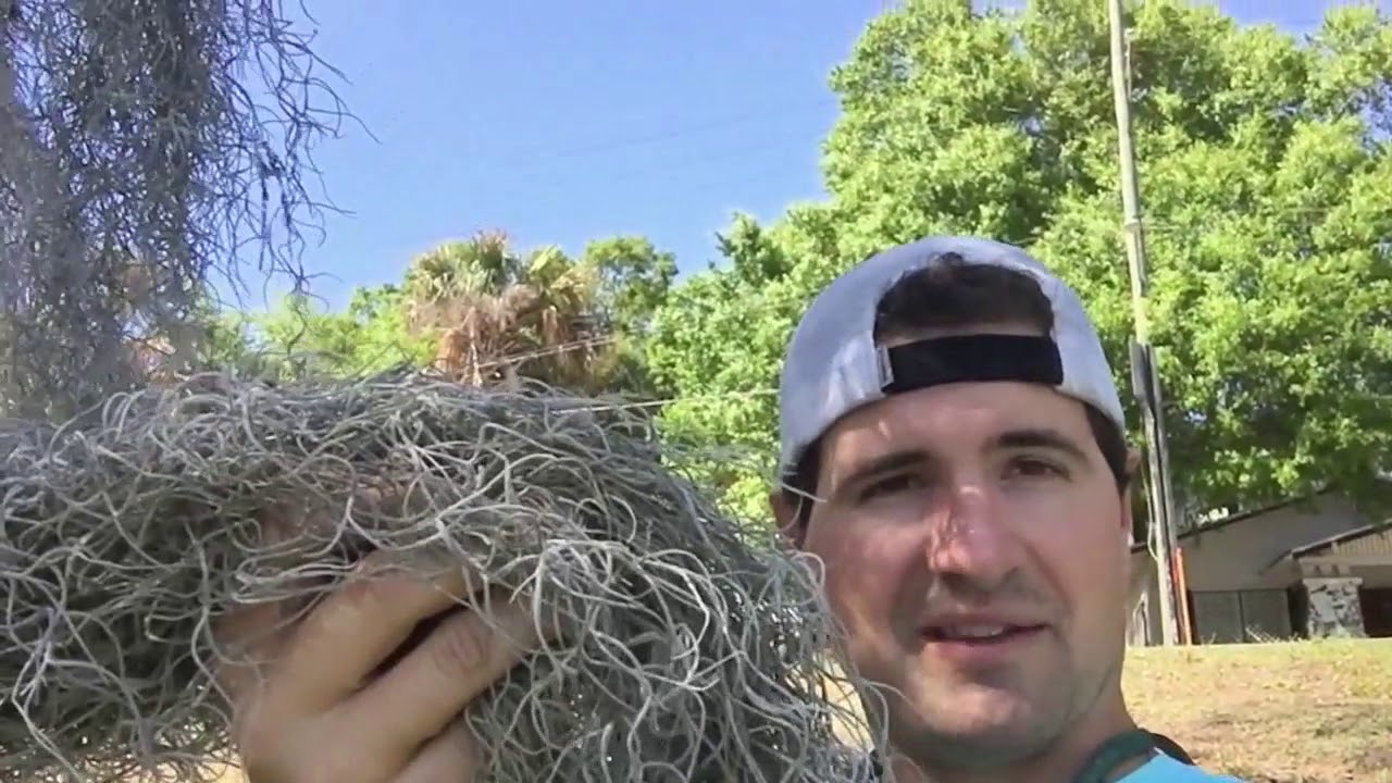 At Home Adventures, Creature Features Spanish Moss YouTube