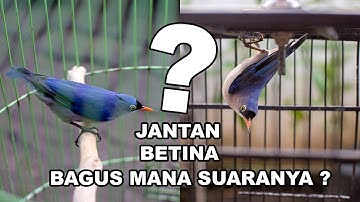 Perbedaan Suara Burung Rambatan Jantan & Betina