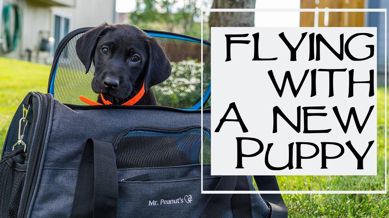 How To Fly With A Puppy