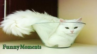 Funny Cats vs Small Spaces | Funny Compilation 2016