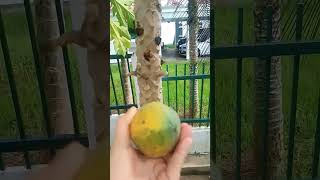 plaquing ripe seedless papaya#delicious #youtubeshorts #organic
