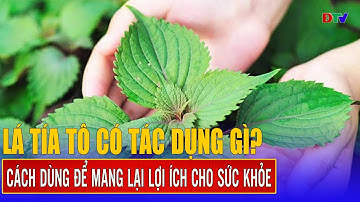 Lá tía tô có cộng dụng gì? | Vị thuốc quanh ta 11-3-2025 | Điện Biên TV