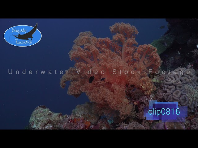 0816_Orange Soft Coral on coral reef. 4K Underwater Royalty Free Stock Footage.