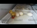 Goose Egg Incubator - Eskandari Industrial Group