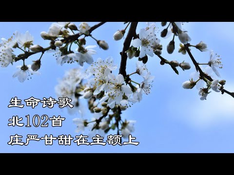 生命诗歌 北102 大130 庄严甘甜在主额上
