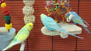 9 hours of relaxing budgie sounds