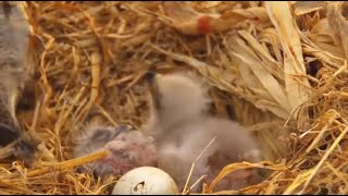 Decorah Eaglesd33 Is Hered32 Thinks Its A New Pillow4.7.19