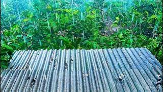 RELAXATION: relaksasi suara hujan dan petir yang bergemuruh, relaxation sound of rain and thunder