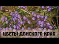 Цветы Донского края. Часть 16. Позднецветы раскалённого августа. // Clever Cricket