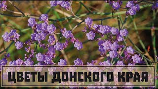 Цветы Донского края. Часть 16. Позднецветы раскалённого августа. // Clever Cricket