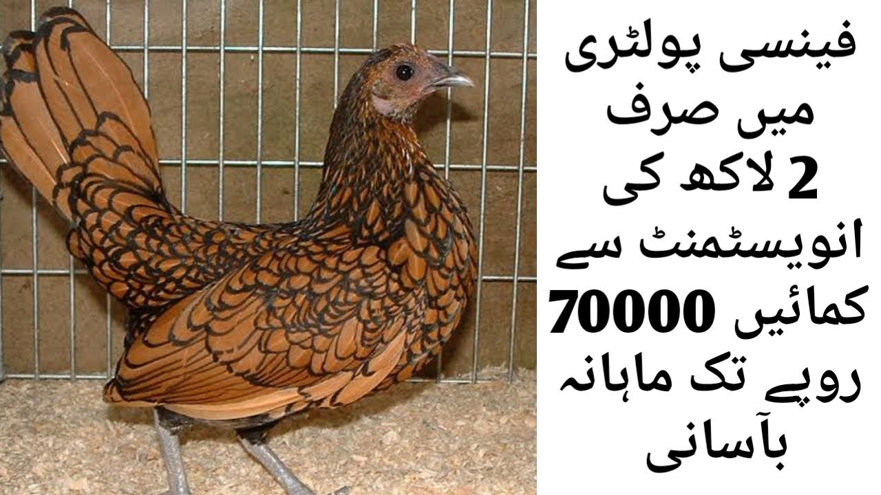 Medium Scale Fancy Poultry Business In Urdu Hindi YouTube