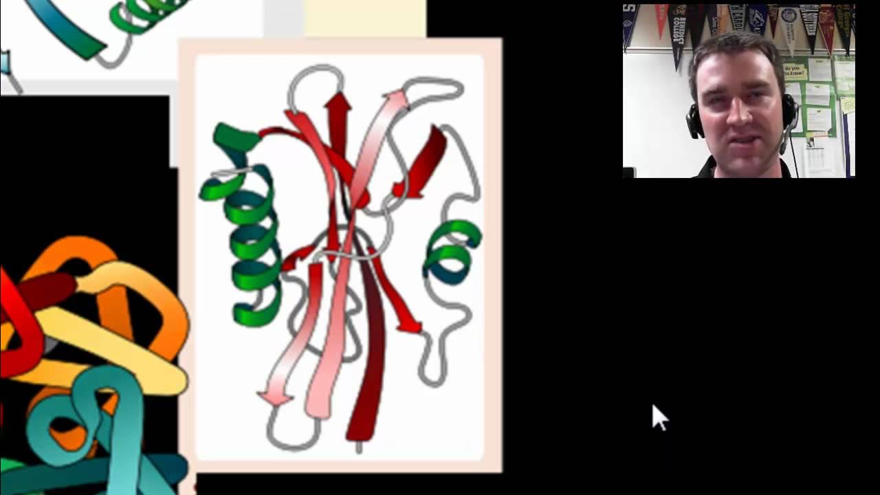 Macromolecules protein structure and function YouTube