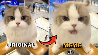Original video vs meme | CAT MEMES 