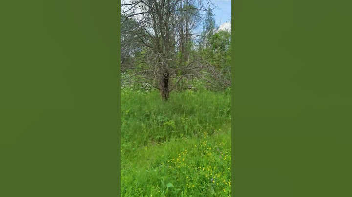 "ХОРОШЕЕ" место выбрали 🐝 #пчеловодство