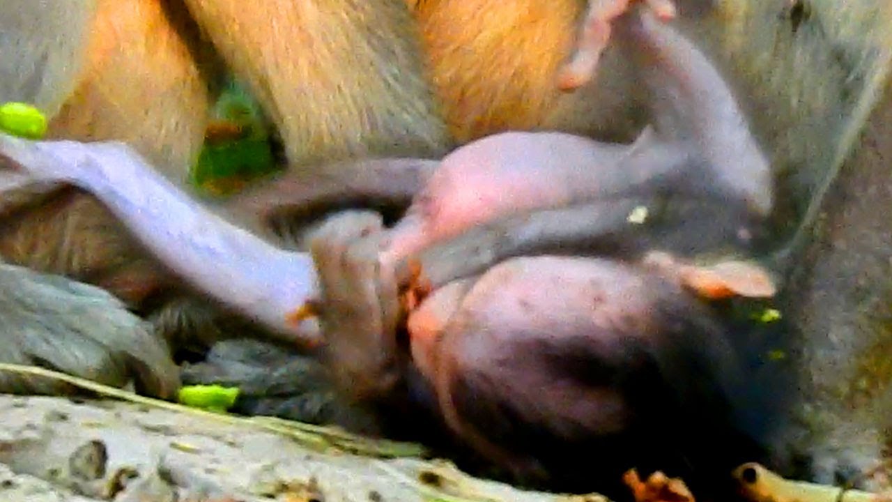 BB Jester so active monkey and he wake up and play fun - YouTube