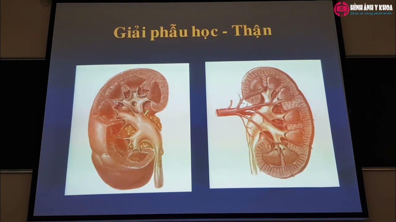 14.1 Siêu âm hệ niệu (phần 1) - TS.BS Hồ Hoàng Phương (SATQ ĐHYD ...