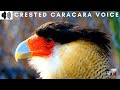 CRESTED CARACARA VOICE FALCONIDAE POLY BORINAE GUADALUPE TRIZZLER 