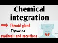 SYNTHESIS AND SECRETION OF THYROXINE HORMONE