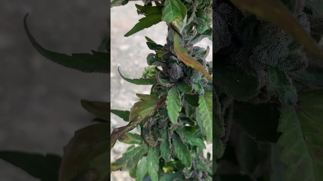 Final stages of flower 🌺 🌴 | Single cola cannabis plant Update #2