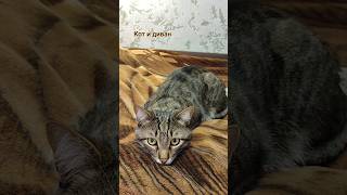 Кот и диван #семми #смешнойшортс #популярное #юмор #кот #котики #отдых #забавныеживотные #милота