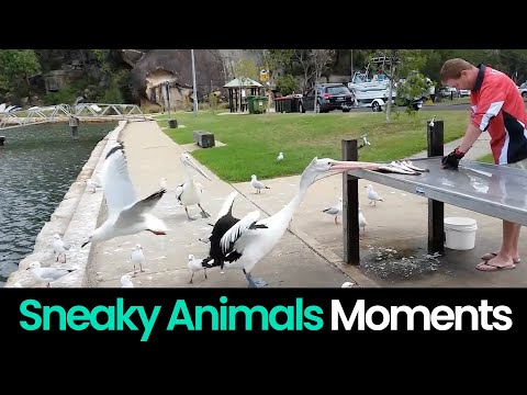 Animal Shenanigans: Sneaky Animals Caught on Camera