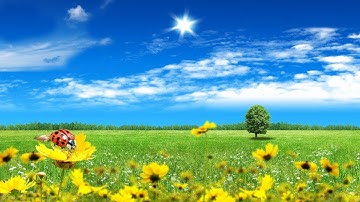 Mùa Xuân Không Cánh Én