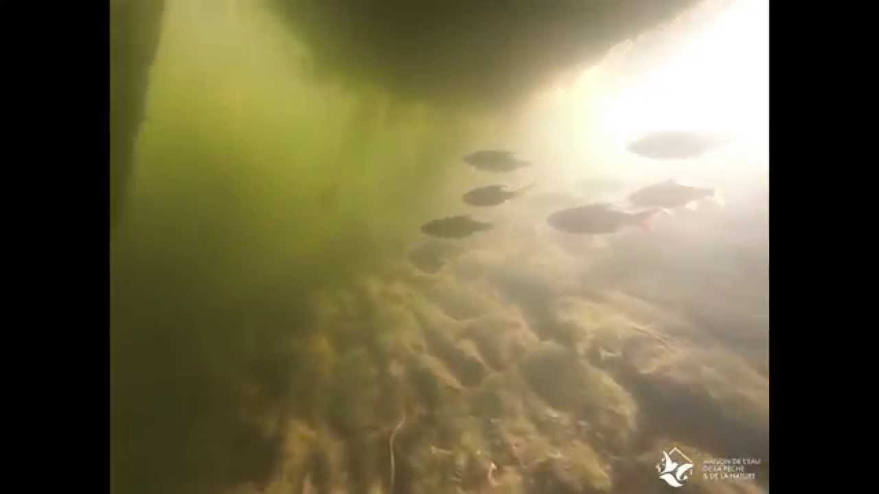 plongée dans le canal de Roubaix -  juin 2014