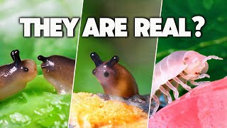 Silliness Under Macro Lens (#1 Compilation)