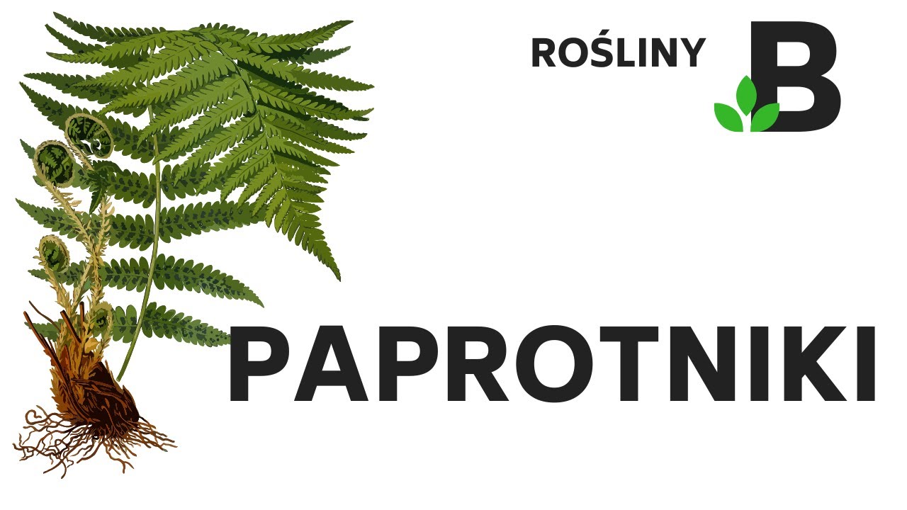 Sprawdzian Z Biologii Paprotniki I Mszaki PAPROTNIKI - ROŚLINY - KOREPETYCJE z BIOLOGII - 286 - YouTube