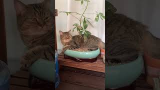 A Little Cat Grows Out Of The Flowerpot!😸 I'm Changle~#Chefcat #Catsofyoutube #Tiktok #Shorts