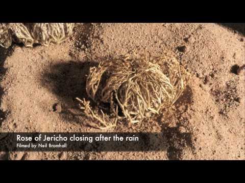 Life cycle, Rose of Jericho resurrection plant time lapse