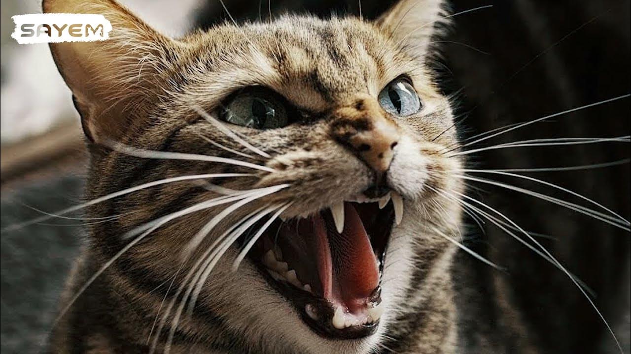 Злая кошка фото