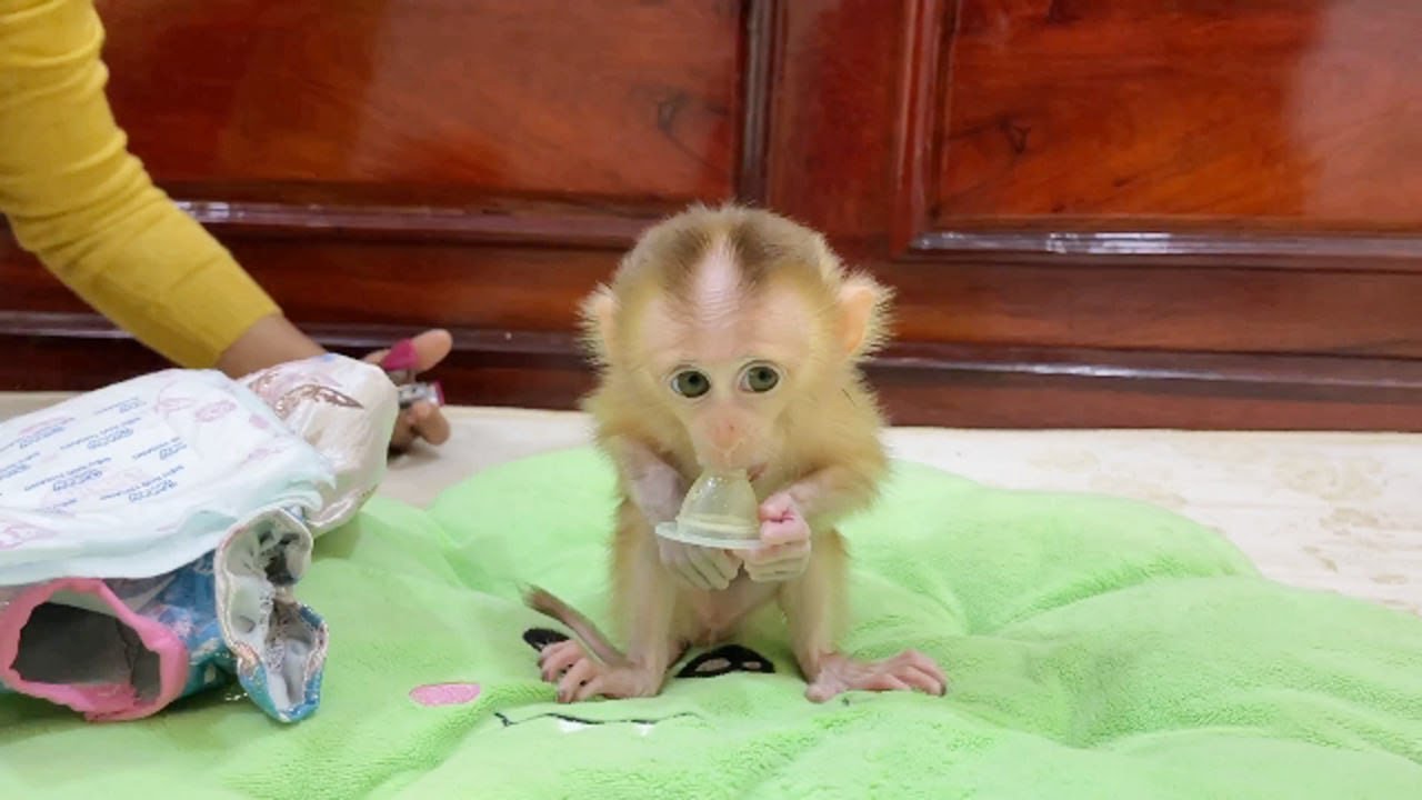 Selena Sit Like A Frog With Moon Eyes So L0vely Baby Monkey