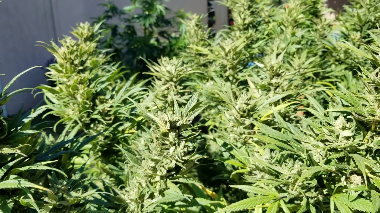 Cooperative legal gardening by the Hog Farm(3)