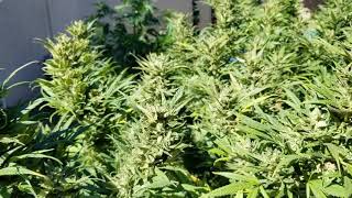 Cooperative legal gardening by the Hog Farm(3)