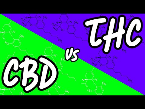 CBD Day