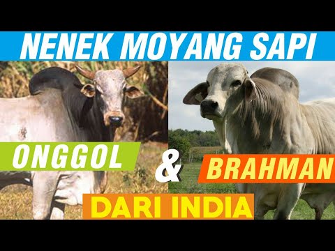 Video: Dari mana brahmana berasal?