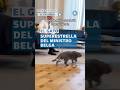 Gato del primer ministro belga se roba las miradas durante reunión diplomática #shorts
