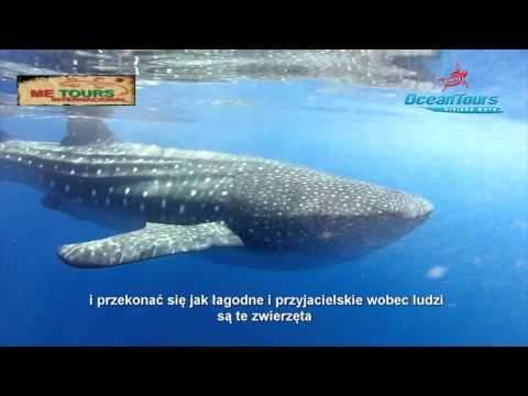 Wideo: Poradnik pływania z rekinami wielorybimi w Meksyku